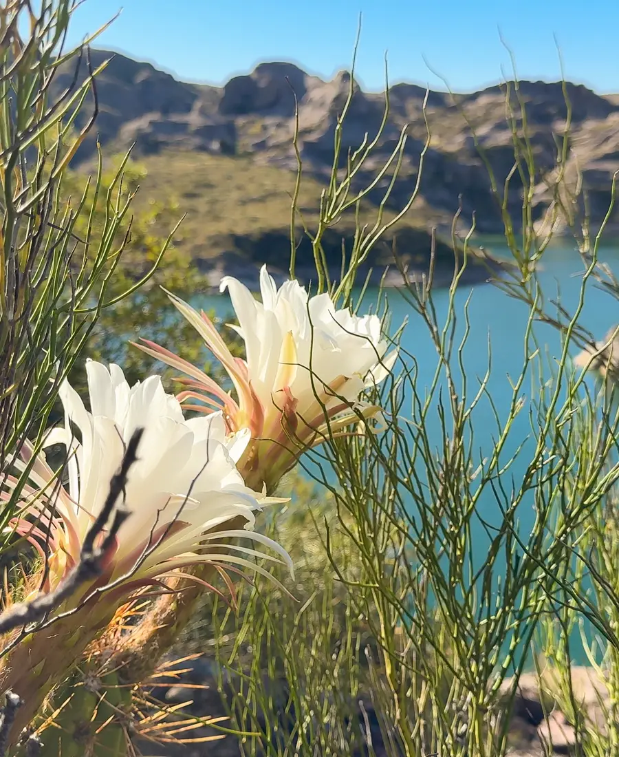 Flora nativa en Puerto Reyunos